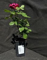 Роза чайно-гибридная Ред интуишен 